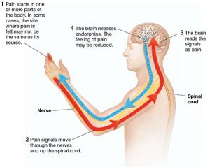 How pain signals travel through the body